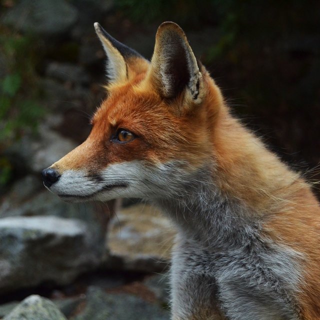 fox-984325_1920