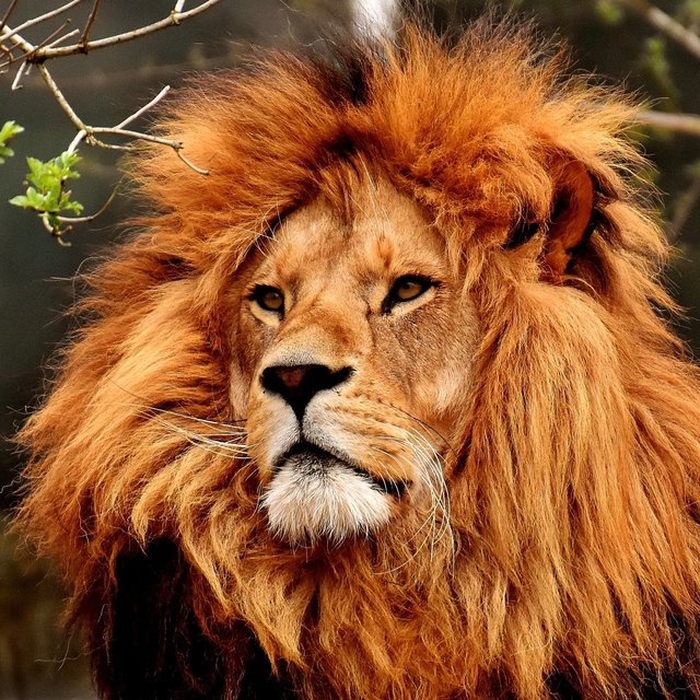 lion-3372720_1920