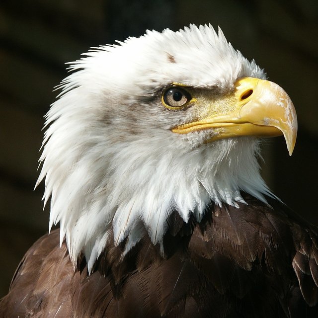 bald-eagle-550804_1920