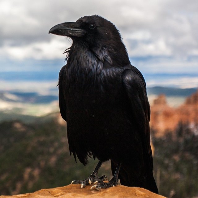 crow-828944_1920
